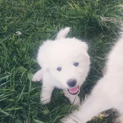 Colorado Mountain Dog Puppies