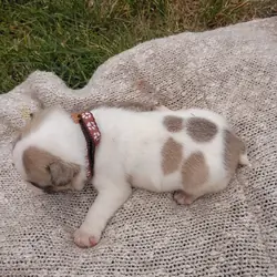 Male Frenchton