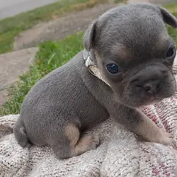 Frenchton male
