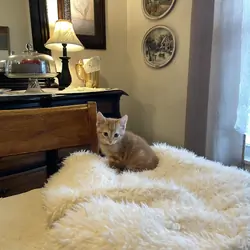 Kitten tiger stripes