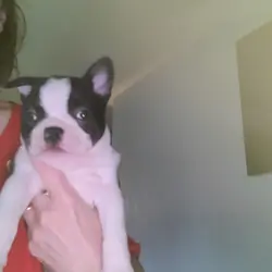Boston Terrier Puppies