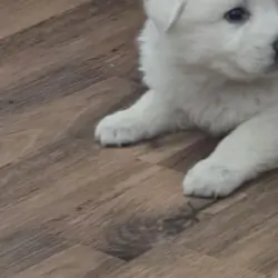 White German Shepheard