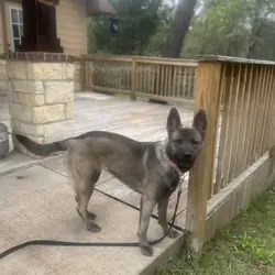 Shepherd mix