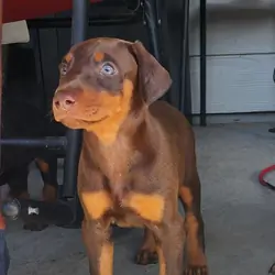 Doberman Pinscher Puppies