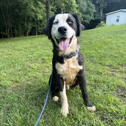 Australian Shepherd Mix