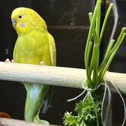 Parakeets