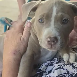 American pit bull terrier.