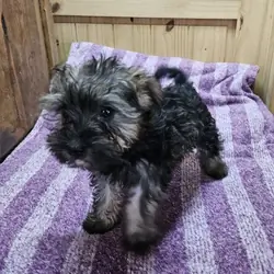 Snorkie Puppy
