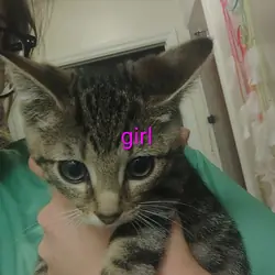 Kittens