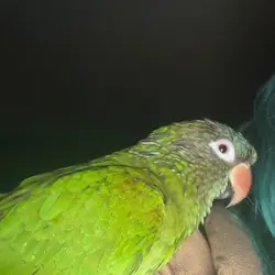 Blue crown talking parrot
