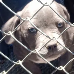 Female American Bully pup