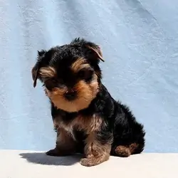 Adorable Toy Yorkie Puppy Boy
