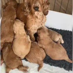 Quality F1 Cockapoos Healthy and Tested