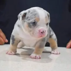 Charming Pitbull puppies for rehoming