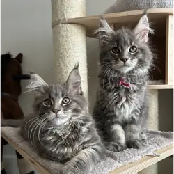Bloodline Maine Coons