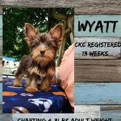 Wyatt