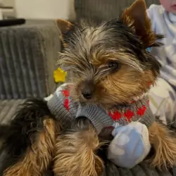 Yorkies