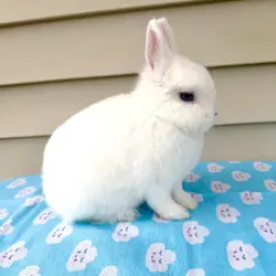 Netherland dwarf bunny