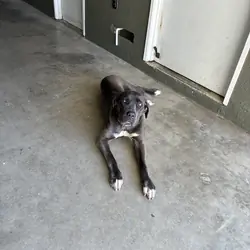 Cane Corso / Free