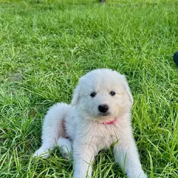 Maremma Livestock Guardian Puppies
