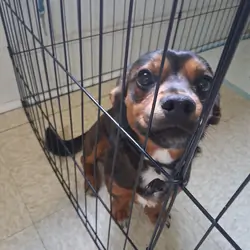 Puppy