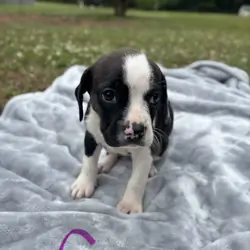 Boston Terrier Beagles - Boggles