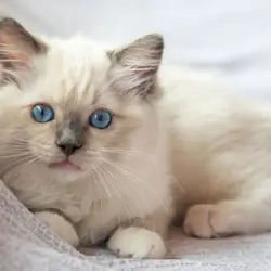 Lovely Cat