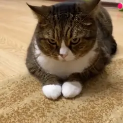 Cutecat