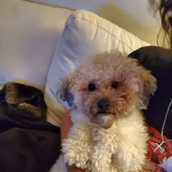 Shoodle
