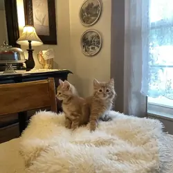 Kittens orange striped boy male