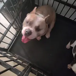 American bullies male and female