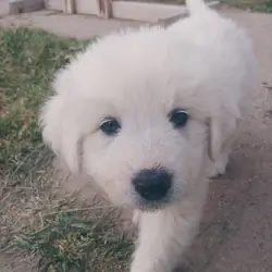Colorado Mountain Dog Puppies For Sale