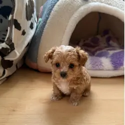 Puppies