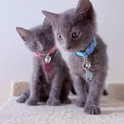 Adorable Russian Blue Kittens