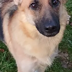 Female German Shepherd needs new home