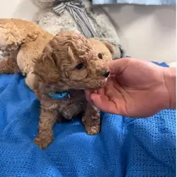 Adorable Poodle Puppies