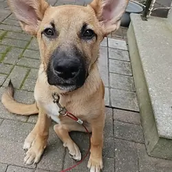 German Shepherd puppy