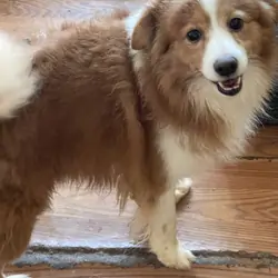 Pomeranian mixes…. Free to good home