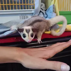 Sugar Gliders