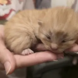 Domestic long hair kittens