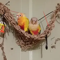 2 bonded conures