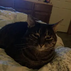 Affectionate Female Tabby