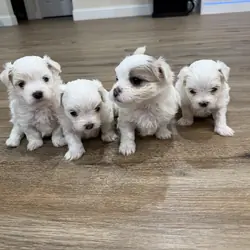 MalShi Male Puppies For Sale