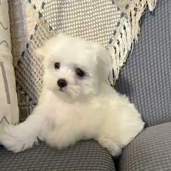 A.K.C. Male Maltese Puppy For Sale
