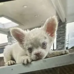 Fluffy French bulldog pup