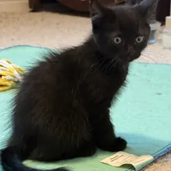 Two 13 week old male kittens, one young adult cat