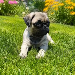 Ellie Fawn Female Pug Puppy