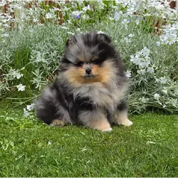 Adorable Pomeranian Puppies – 1 Boy & 2 Girls Avai