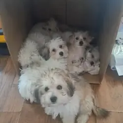 2 puppies male 6 months