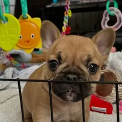 Gorgeous French Bulldog Puppies